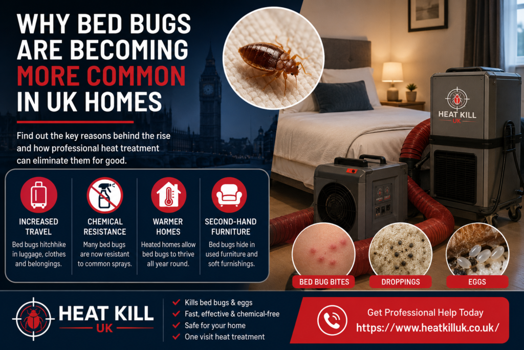 Why Bed Bugs Are Becoming More Common in UK Homes
