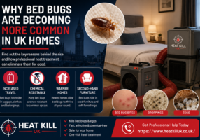 Why Bed Bugs Are Becoming More Common in UK Homes